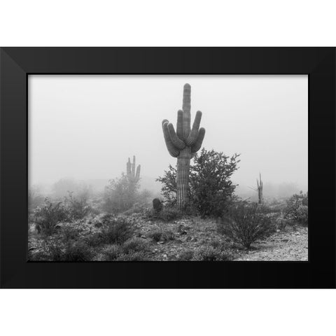 Arizona-Buckeye Black and white of saguaro cactus in fog  Black Modern Wood Framed Art Print by Jaynes Gallery