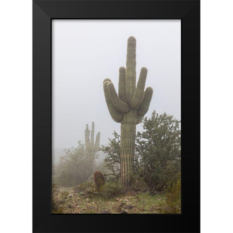 Arizona-Buckeye Saguaro cactus in fog  Black Modern Wood Framed Art Print by Jaynes Gallery