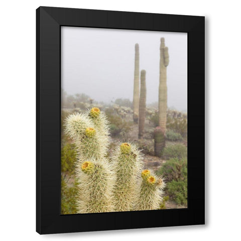 Arizona-Buckeye Saguaro and cholla cacti in fog  Black Modern Wood Framed Art Print by Jaynes Gallery
