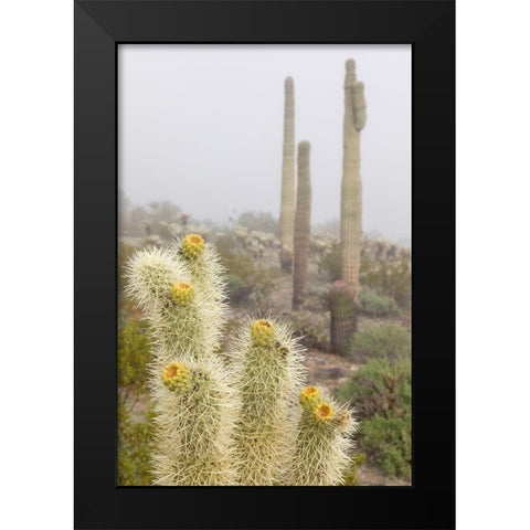 Arizona-Buckeye Saguaro and cholla cacti in fog  Black Modern Wood Framed Art Print by Jaynes Gallery