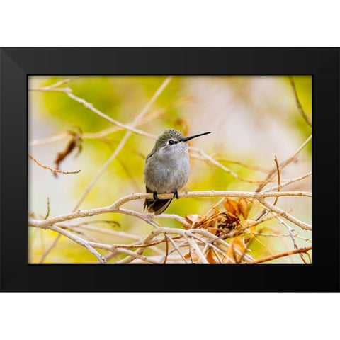 Arizona-Lake Havasu City Female Annas hummingbird on limb  Black Modern Wood Framed Art Print by Jaynes Gallery