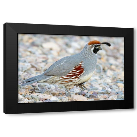 Arizona-Lake Havasu City Male Gambels quail close-up  Black Modern Wood Framed Art Print with Double Matting by Jaynes Gallery
