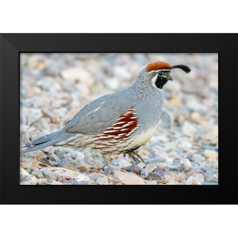 Arizona-Lake Havasu City Male Gambels quail close-up  Black Modern Wood Framed Art Print by Jaynes Gallery