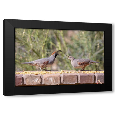 USA-Arizona-Buckeye-Pair of Gambels quail feeding on brick wall Black Modern Wood Framed Art Print by Jaynes Gallery