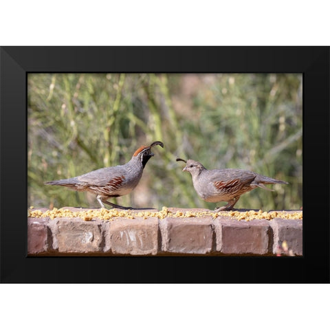 USA-Arizona-Buckeye-Pair of Gambels quail feeding on brick wall Black Modern Wood Framed Art Print by Jaynes Gallery