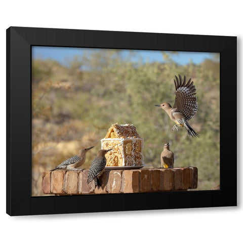 USA-Arizona-Buckeye-Gila woodpeckers and house made with bird seed and suet Black Modern Wood Framed Art Print by Jaynes Gallery