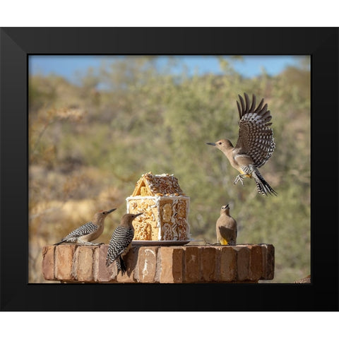 USA-Arizona-Buckeye-Gila woodpeckers and house made with bird seed and suet Black Modern Wood Framed Art Print by Jaynes Gallery