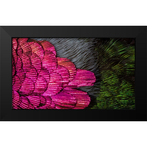 USA-Arizona-Close-up of hummingbird feathers Black Modern Wood Framed Art Print by Jaynes Gallery