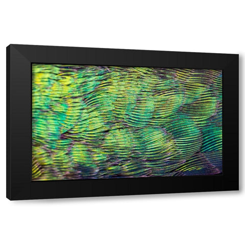 USA-Arizona-Close-up of hummingbird feathers Black Modern Wood Framed Art Print by Jaynes Gallery