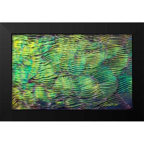 USA-Arizona-Close-up of hummingbird feathers Black Modern Wood Framed Art Print by Jaynes Gallery