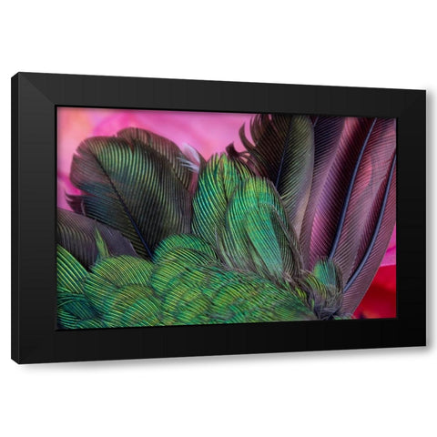 USA-Arizona-Close-up of hummingbird feathers Black Modern Wood Framed Art Print with Double Matting by Jaynes Gallery