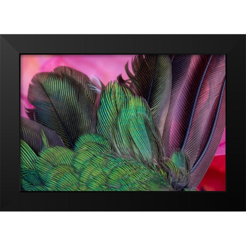 USA-Arizona-Close-up of hummingbird feathers Black Modern Wood Framed Art Print by Jaynes Gallery
