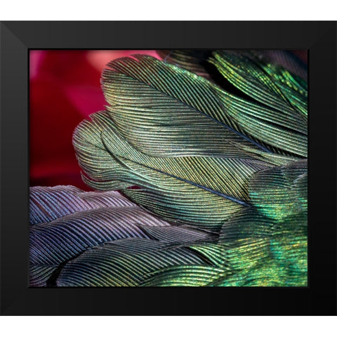 USA-Arizona-Close-up of hummingbird feathers Black Modern Wood Framed Art Print by Jaynes Gallery