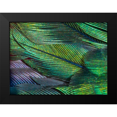 USA-Arizona-Close-up of hummingbird feathers Black Modern Wood Framed Art Print by Jaynes Gallery