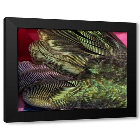 USA-Arizona-Close-up of hummingbird feathers Black Modern Wood Framed Art Print with Double Matting by Jaynes Gallery