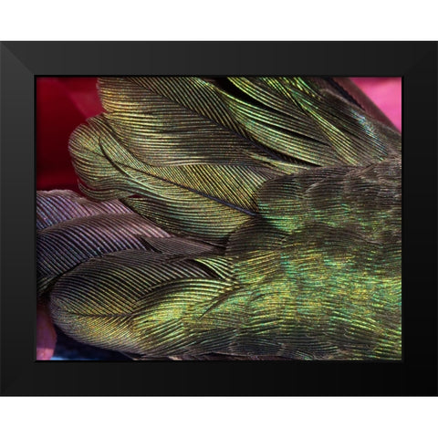 USA-Arizona-Close-up of hummingbird feathers Black Modern Wood Framed Art Print by Jaynes Gallery