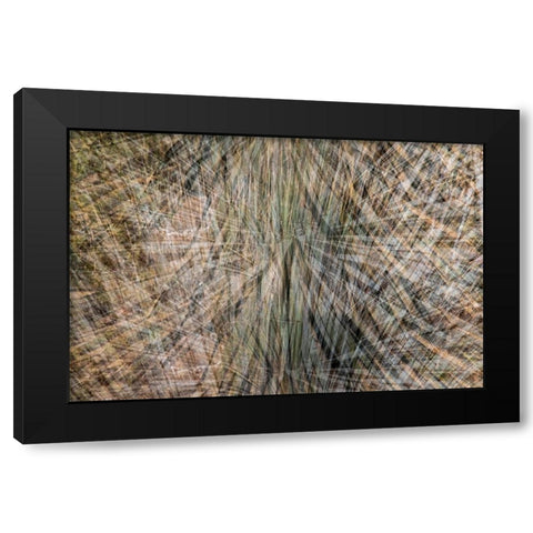 USA-Arizona-Phoenix-Yucca cactus abstract Black Modern Wood Framed Art Print by Jaynes Gallery