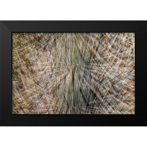 USA-Arizona-Phoenix-Yucca cactus abstract Black Modern Wood Framed Art Print by Jaynes Gallery