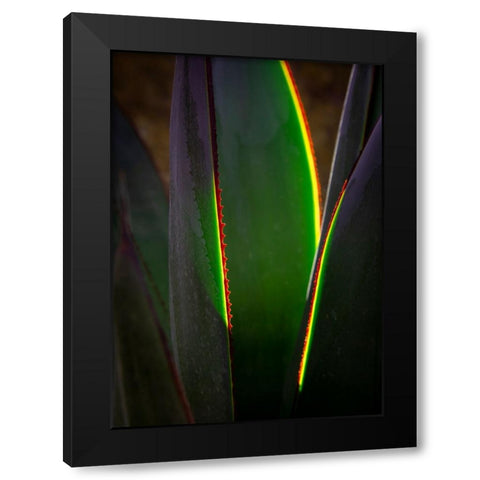 USA-Arizona-Phoenix-Backlit variegated agave cactus Black Modern Wood Framed Art Print with Double Matting by Jaynes Gallery