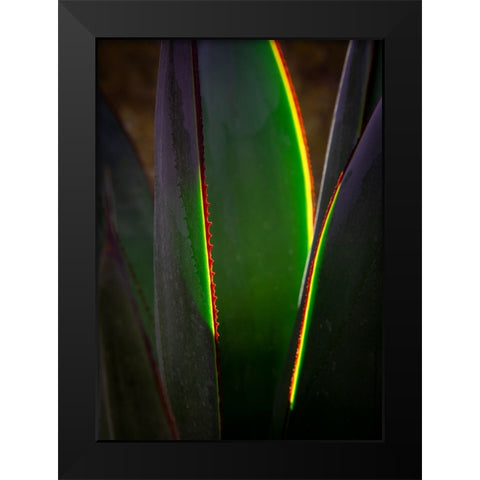 USA-Arizona-Phoenix-Backlit variegated agave cactus Black Modern Wood Framed Art Print by Jaynes Gallery