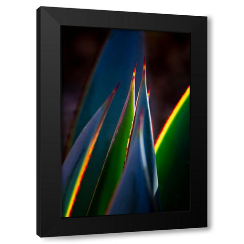 USA-Arizona-Phoenix-Backlit variegated agave cactus Black Modern Wood Framed Art Print by Jaynes Gallery