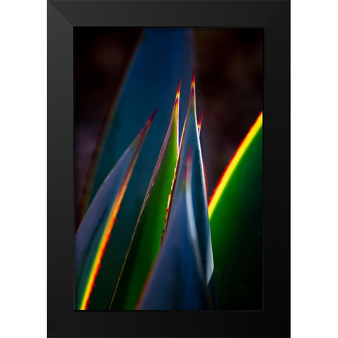 USA-Arizona-Phoenix-Backlit variegated agave cactus Black Modern Wood Framed Art Print by Jaynes Gallery