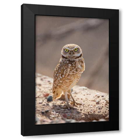 USA-Arizona-Burrowing owl close-up Black Modern Wood Framed Art Print by Jaynes Gallery