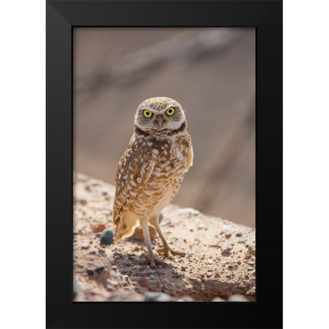 USA-Arizona-Burrowing owl close-up Black Modern Wood Framed Art Print by Jaynes Gallery
