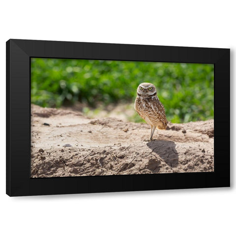 USA-Arizona-Burrowing owl close-up Black Modern Wood Framed Art Print by Jaynes Gallery