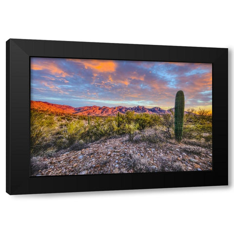 USA- Arizona- Catalina State Park. Sunset landscape with Catalina Mountains and desert. Black Modern Wood Framed Art Print by Jaynes Gallery