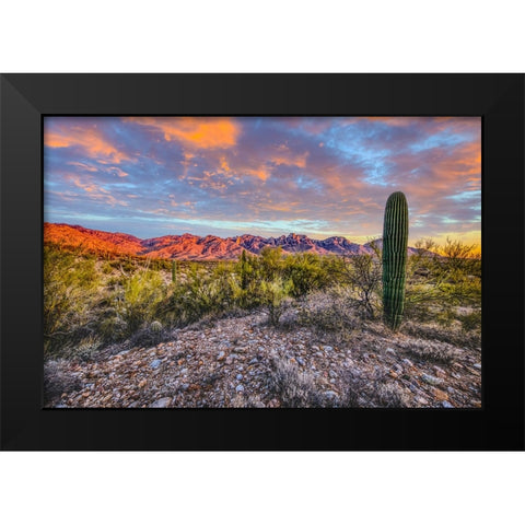 USA- Arizona- Catalina State Park. Sunset landscape with Catalina Mountains and desert. Black Modern Wood Framed Art Print by Jaynes Gallery