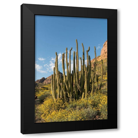 Arizona A landscape of Organ pipe cactus and blooming Brittlebush in Organ Pipe National Monument Black Modern Wood Framed Art Print with Double Matting by Tharp, Brenda