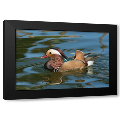 Arizona A male Mandarin Duck and reflection Black Modern Wood Framed Art Print by Tharp, Brenda