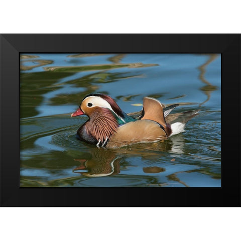 Arizona A male Mandarin Duck and reflection Black Modern Wood Framed Art Print by Tharp, Brenda