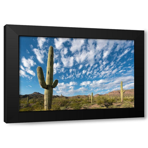 Arizona Clouds spread across a blue sky above saguaro cactus in Organ Pipe National Monument Black Modern Wood Framed Art Print by Tharp, Brenda