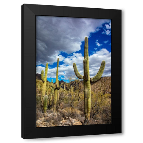 Saguaro Cactus in the Santa Catalina Mountains in Coronado National Forest in Tucson-Arizona-USA Black Modern Wood Framed Art Print with Double Matting by Haney, Chuck