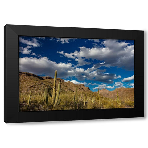 Saguaro Cactus in the Santa Catalina Mountains in Coronado National Forest in Tucson-Arizona-USA Black Modern Wood Framed Art Print with Double Matting by Haney, Chuck