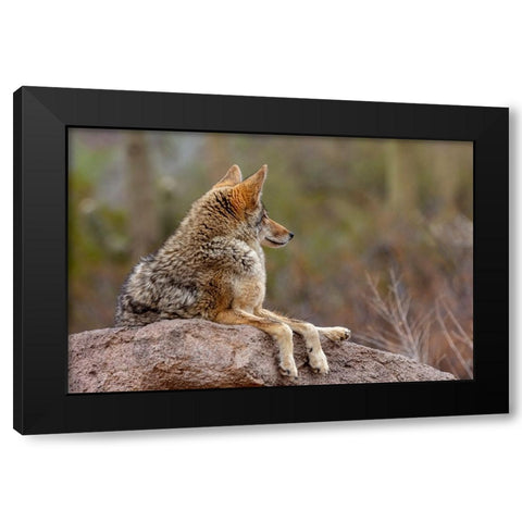 Coyote at the Arizona Sonoran Desert Museum in Tucson-Arizona-USA Black Modern Wood Framed Art Print with Double Matting by Haney, Chuck