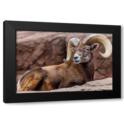 Desert Bighorn Sheep Ram at the Arizona Sonoran Desert Museum in Tucson-Arizona-USA Black Modern Wood Framed Art Print by Haney, Chuck