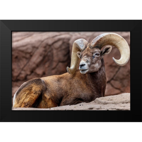 Desert Bighorn Sheep Ram at the Arizona Sonoran Desert Museum in Tucson-Arizona-USA Black Modern Wood Framed Art Print by Haney, Chuck