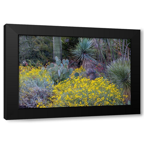 Spring floral desert gardens at the Arizona Sonoran Desert Museum in Tucson-Arizona-USA Black Modern Wood Framed Art Print by Haney, Chuck