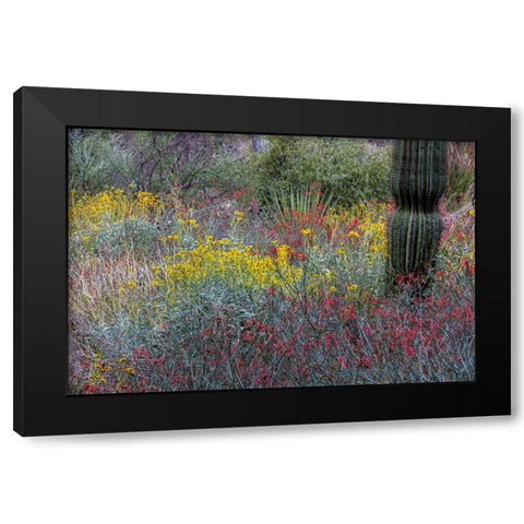 Spring floral desert gardens at the Arizona Sonoran Desert Museum in Tucson-Arizona-USA Black Modern Wood Framed Art Print by Haney, Chuck