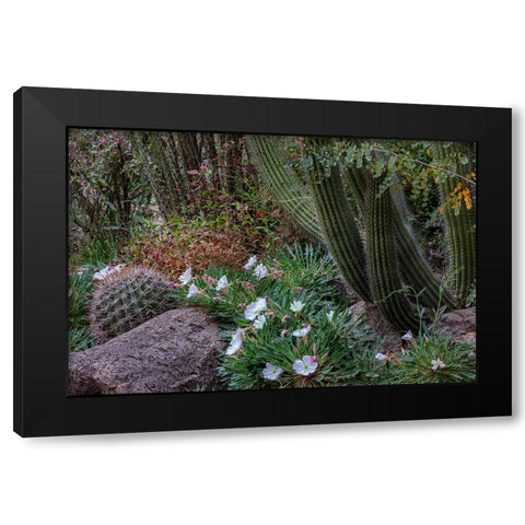 Spring floral desert gardens at the Arizona Sonoran Desert Museum in Tucson-Arizona-USA Black Modern Wood Framed Art Print by Haney, Chuck