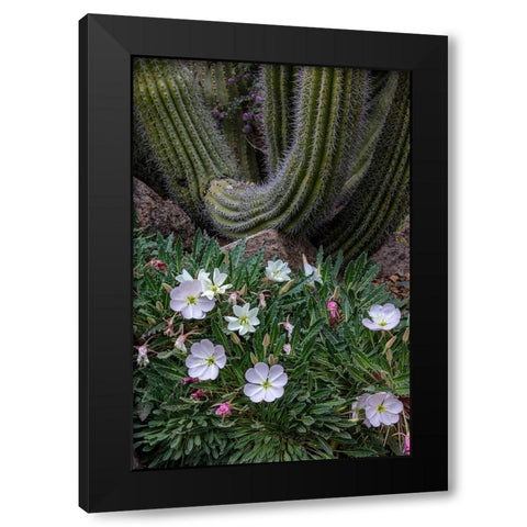 Spring floral desert gardens at the Arizona Sonoran Desert Museum in Tucson-Arizona-USA Black Modern Wood Framed Art Print with Double Matting by Haney, Chuck