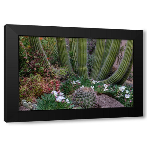 Spring floral desert gardens at the Arizona Sonoran Desert Museum in Tucson-Arizona-USA Black Modern Wood Framed Art Print by Haney, Chuck