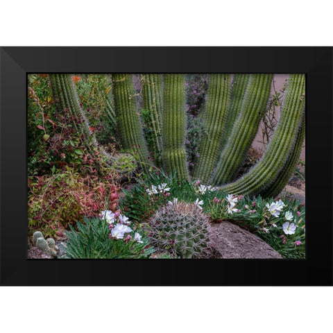 Spring floral desert gardens at the Arizona Sonoran Desert Museum in Tucson-Arizona-USA Black Modern Wood Framed Art Print by Haney, Chuck