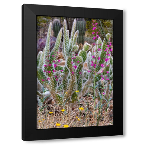 Wooly Jacket Prickly Pear Cactus and Penstemon at the Arizona Sonoran Desert Museum in Tucson-Arizo Black Modern Wood Framed Art Print with Double Matting by Haney, Chuck