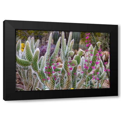 Wooly Jacket Prickly Pear Cactus and Penstemon at the Arizona Sonoran Desert Museum in Tucson-Arizo Black Modern Wood Framed Art Print by Haney, Chuck