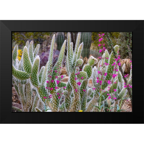 Wooly Jacket Prickly Pear Cactus and Penstemon at the Arizona Sonoran Desert Museum in Tucson-Arizo Black Modern Wood Framed Art Print by Haney, Chuck