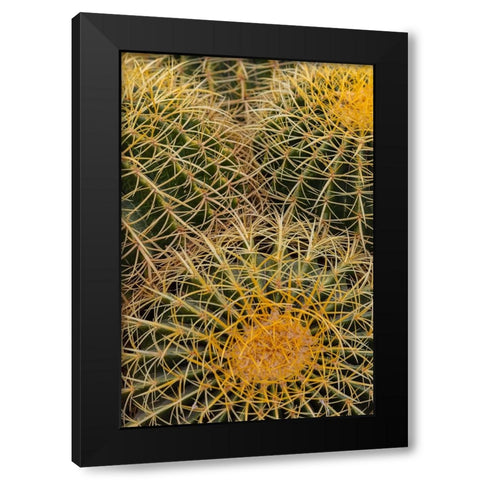 Golden Barrel Cactus at the Arizona Sonoran Desert Museum in Tucson-Arizona-USA Black Modern Wood Framed Art Print by Haney, Chuck